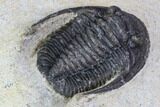 Bargain, Cornuproetus Trilobite Fossil - Morocco #105970-5